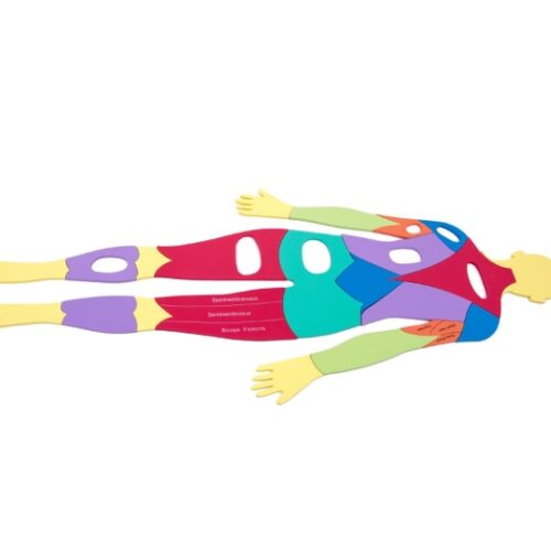 Puzzle do nauki anatomii - mięśnie PE915 155 x 62 cm